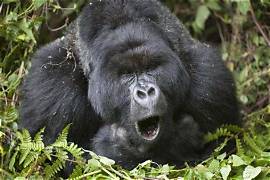 Glad gorilla